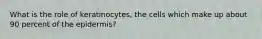 What is the role of keratinocytes, the cells which make up about 90 percent of the epidermis?