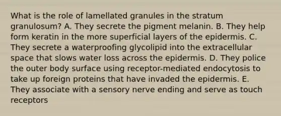 What is the role of lamellated granules in the stratum granulosum? A. They secrete the pigment melanin. B. They help form keratin in the more superficial layers of <a href='https://www.questionai.com/knowledge/kBFgQMpq6s-the-epidermis' class='anchor-knowledge'>the epidermis</a>. C. They secrete a waterproofing glycolipid into the extracellular space that slows water loss across the epidermis. D. They police the outer body surface using receptor-mediated endocytosis to take up foreign proteins that have invaded the epidermis. E. They associate with a sensory nerve ending and serve as touch receptors