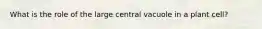 What is the role of the large central vacuole in a plant cell?