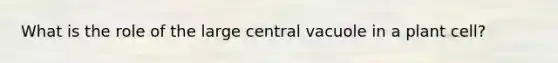 What is the role of the large central vacuole in a plant cell?