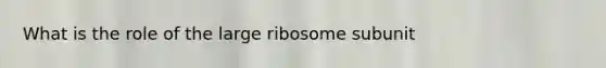 What is the role of the large ribosome subunit