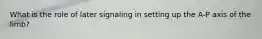 What is the role of later signaling in setting up the A-P axis of the limb?
