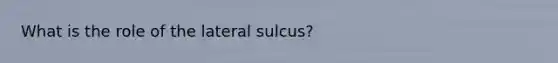 What is the role of the lateral sulcus?