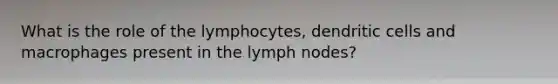 What is the role of the lymphocytes, dendritic cells and macrophages present in the lymph nodes?