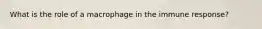 What is the role of a macrophage in the immune response?