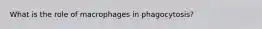 What is the role of macrophages in phagocytosis?