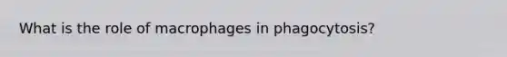 What is the role of macrophages in phagocytosis?