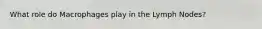 What role do Macrophages play in the Lymph Nodes?