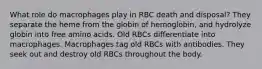 What role do macrophages play in RBC death and disposal? They separate the heme from the globin of hemoglobin, and hydrolyze globin into free amino acids. Old RBCs differentiate into macrophages. Macrophages tag old RBCs with antibodies. They seek out and destroy old RBCs throughout the body.