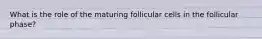 What is the role of the maturing follicular cells in the follicular phase?