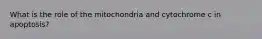 What is the role of the mitochondria and cytochrome c in apoptosis?