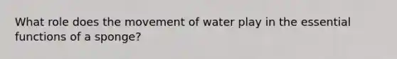 What role does the movement of water play in the essential functions of a sponge?