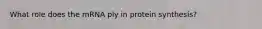 What role does the mRNA ply in protein synthesis?