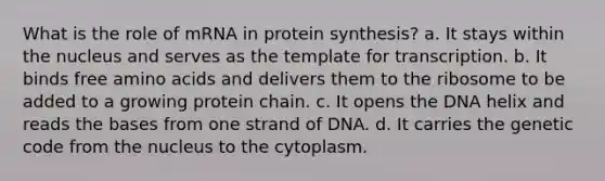 What is the role of mRNA in protein synthesis? a. It stays within the nucleus and serves as the template for transcription. b. It binds free amino acids and delivers them to the ribosome to be added to a growing protein chain. c. It opens the DNA helix and reads the bases from one strand of DNA. d. It carries the genetic code from the nucleus to the cytoplasm.