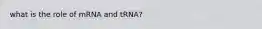 what is the role of mRNA and tRNA?