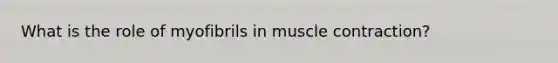 What is the role of myofibrils in muscle contraction?