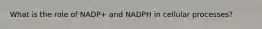 What is the role of NADP+ and NADPH in cellular processes?