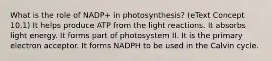 What is the role of NADP+ in photosynthesis? (eText Concept 10.1) It helps produce ATP from the light reactions. It absorbs light energy. It forms part of photosystem II. It is the primary electron acceptor. It forms NADPH to be used in the Calvin cycle.