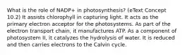 What is the role of NADP+ in photosynthesis? (eText Concept 10.2) It assists chlorophyll in capturing light. It acts as the primary electron acceptor for the photosystems. As part of the electron transport chain, it manufactures ATP. As a component of photosystem II, it catalyzes the hydrolysis of water. It is reduced and then carries electrons to the Calvin cycle.