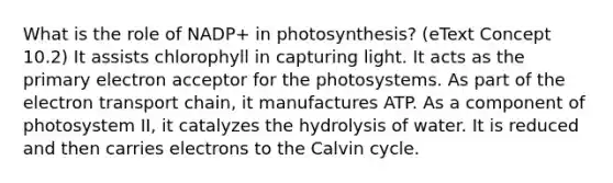 What is the role of NADP+ in photosynthesis? (eText Concept 10.2) It assists chlorophyll in capturing light. It acts as the primary electron acceptor for the photosystems. As part of the electron transport chain, it manufactures ATP. As a component of photosystem II, it catalyzes the hydrolysis of water. It is reduced and then carries electrons to the Calvin cycle.