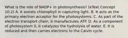 What is the role of NADP+ in photosynthesis? (eText Concept 10.2) A. It assists chlorophyll in capturing light. B. It acts as the primary electron acceptor for the photosystems. C. As part of the electron transport chain, it manufactures ATP. D. As a component of photosystem II, it catalyzes the hydrolysis of water. E. It is reduced and then carries electrons to the Calvin cycle.