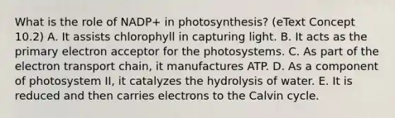 What is the role of NADP+ in photosynthesis? (eText Concept 10.2) A. It assists chlorophyll in capturing light. B. It acts as the primary electron acceptor for the photosystems. C. As part of the electron transport chain, it manufactures ATP. D. As a component of photosystem II, it catalyzes the hydrolysis of water. E. It is reduced and then carries electrons to the Calvin cycle.