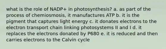 what is the role of NADP+ in photosynthesis? a. as part of the process of chemiosmosis, it manufactures ATP b. it is the pigment that captures light energy c. it donates electrons to the electron transport chain linking photosystems II and I d. it replaces the electrons donated by P680 e. it is reduced and then carries electrons to the Calvin cycle