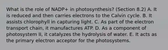 What is the role of NADP+ in photosynthesis? (Section 8.2) A. It is reduced and then carries electrons to the Calvin cycle. B. It assists chlorophyll in capturing light. C. As part of the electron transport chain, it manufactures ATP. D. As a component of photosystem II, it catalyzes the hydrolysis of water. E. It acts as the primary electron acceptor for the photosystems.