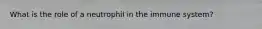 What is the role of a neutrophil in the immune system?