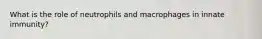 What is the role of neutrophils and macrophages in innate immunity?