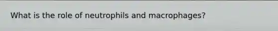 What is the role of neutrophils and macrophages?