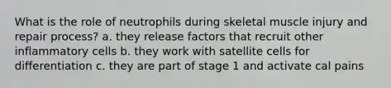 What is the role of neutrophils during skeletal muscle injury and repair process? a. they release factors that recruit other inflammatory cells b. they work with satellite cells for differentiation c. they are part of stage 1 and activate cal pains