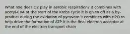 What role does O2 play in aerobic respiration? it combines with acetyl-CoA at the start of the Krebs cycle it is given off as a by-product during the oxidation of pyruvate it combines with H2O to help drive the formation of ATP it is the final electron acceptor at the end of the electron transport chain