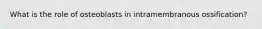 What is the role of osteoblasts in intramembranous ossification?