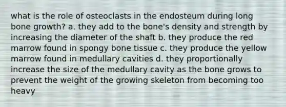 what is the role of osteoclasts in the endosteum during long bone growth? a. they add to the bone's density and strength by increasing the diameter of the shaft b. they produce the red marrow found in spongy bone tissue c. they produce the yellow marrow found in medullary cavities d. they proportionally increase the size of the medullary cavity as the bone grows to prevent the weight of the growing skeleton from becoming too heavy