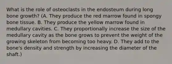 What is the role of osteoclasts in the endosteum during long <a href='https://www.questionai.com/knowledge/ki4t7AlC39-bone-growth' class='anchor-knowledge'>bone growth</a>? (A. They produce the red marrow found in spongy bone tissue. B. They produce the yellow marrow found in medullary cavities. C. They proportionally increase the size of the medullary cavity as the bone grows to prevent the weight of the growing skeleton from becoming too heavy. D. They add to the bone's density and strength by increasing the diameter of the shaft.)