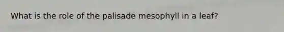 What is the role of the palisade mesophyll in a leaf?