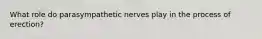 What role do parasympathetic nerves play in the process of erection?