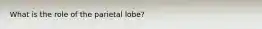 What is the role of the parietal lobe?