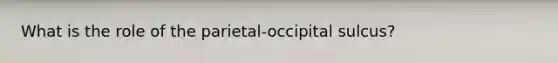 What is the role of the parietal-occipital sulcus?