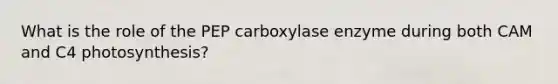 What is the role of the PEP carboxylase enzyme during both CAM and C4 photosynthesis?