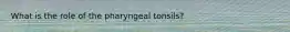 What is the role of the pharyngeal tonsils?