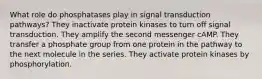 What role do phosphatases play in signal transduction pathways? They inactivate protein kinases to turn off signal transduction. They amplify the second messenger cAMP. They transfer a phosphate group from one protein in the pathway to the next molecule in the series. They activate protein kinases by phosphorylation.