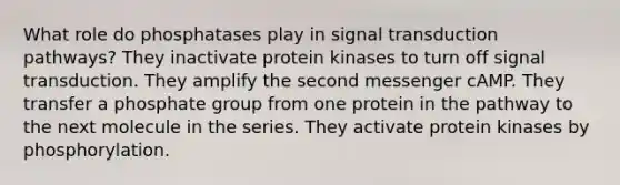 What role do phosphatases play in signal transduction pathways? They inactivate protein kinases to turn off signal transduction. They amplify the second messenger cAMP. They transfer a phosphate group from one protein in the pathway to the next molecule in the series. They activate protein kinases by phosphorylation.