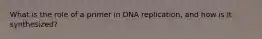 What is the role of a primer in DNA replication, and how is it synthesized?