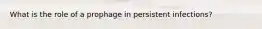 What is the role of a prophage in persistent infections?