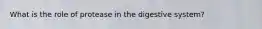 What is the role of protease in the digestive system?