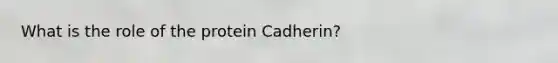 What is the role of the protein Cadherin?