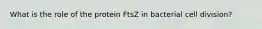 What is the role of the protein FtsZ in bacterial cell division?