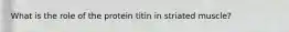 What is the role of the protein titin in striated muscle?